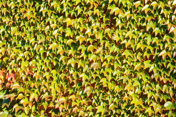 Close-up of green Parthenocissus tricuspidata 'Veitchii' or boston ivy. Grape ivy, Japanese ivy or Japanese creeper leaves covered wall as natural background. Close-up of green Parthenocissus tricuspidata 'Veitchii' or boston ivy. Grape ivy, Japanese ivy or Japanese creeper leaves covered wall as natural background. Boston Ivy stock pictures, royalty-free photos & images