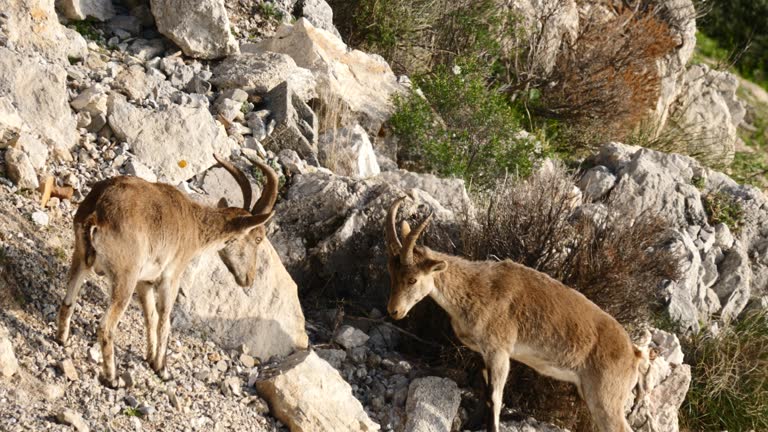 Spanish ibex, wild mountain goat in rocky landscape.