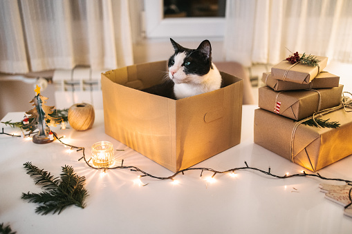 A black and white cat sitting in a box next to a Christmas present