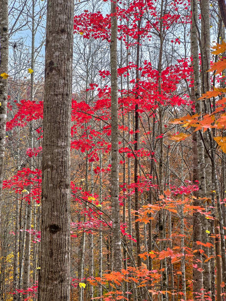 istock Brilliant red Maple Trees in Pisgah National Forest, NC. 1441433268