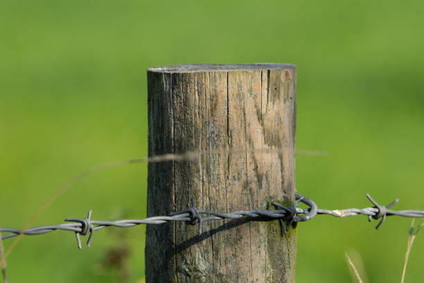 istock wooden fence post 1441435179