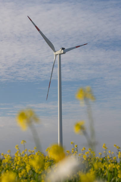 istock Pinwheel in landscape 1441436807