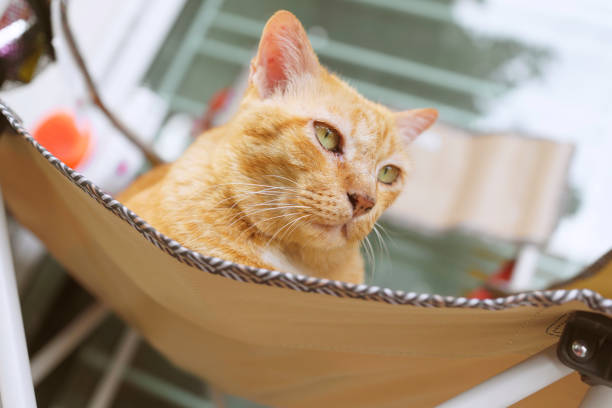 istock Ginger cat resting on a lawn chair 1441437007