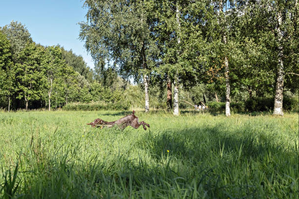istock A happy dog fetching a big stick 1441437265