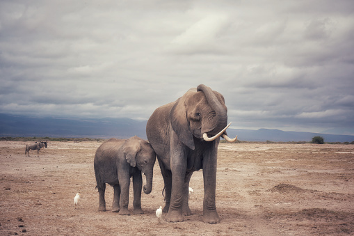 Elephant  mother standing near her  calf in Amboseli National Park in Kenya.Some egrets around.