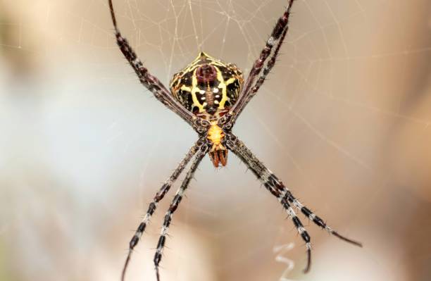 istock Macro of Argiope Spider Hanging on Its Web in Horizontal Orientation 1441440328