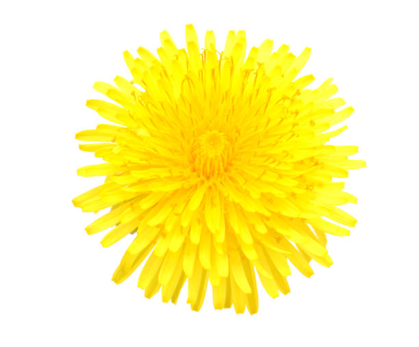istock An isolated yellow dandelion flower 1441440834