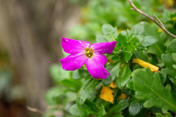 Aubrieta Pictures | Download Free Images on Unsplash