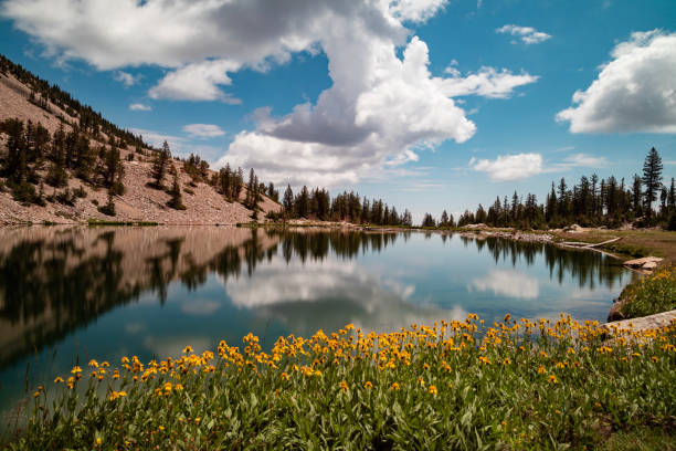 Yellow Flowers at Johnson Lake - Great Basin National Park, Nevada - Summer Yellow flowers on the edge of Johnson Lake, an alpine lake in the Snake Range, located inside Great Basin National Park in Nevada, seen on a summer day. Large cumulus clouds are seen in the blue sky. great basin stock pictures, royalty-free photos & images