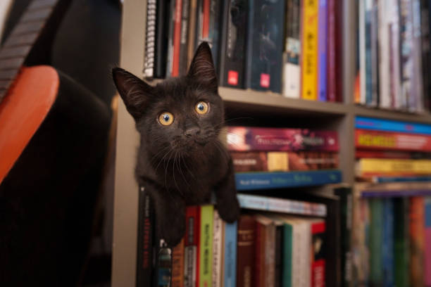 istock Black kitten peeking out of a bookshelf 1441443950