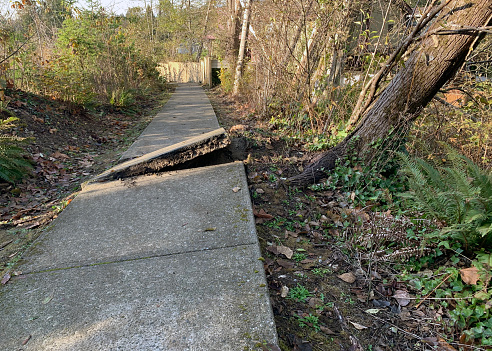 Closeup up of an uprooted tree after a wind storm that has damaged a sidewalk.