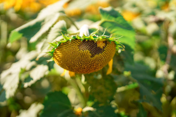 istock Yellow sunflower in summer field. Close-up. 1441444365