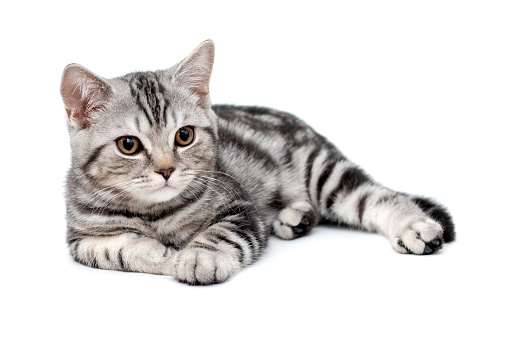 kitten with British fur lies on a white background. Striped Scottish Shorthair Silver Kitten, Funny Adorable Pet Cats. ?at looks to the right