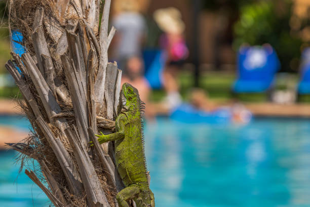Close-up view of lizard climbing palm tree. Aruba.