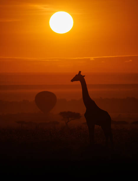 istock Giraffe in Africa 1441446262