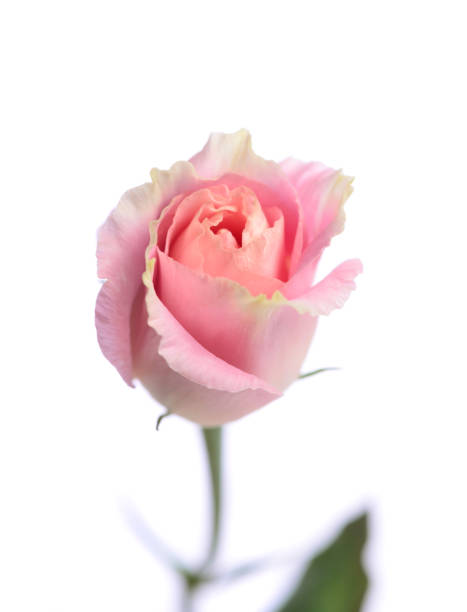 istock One pink rose isolated on a white background 1441447552