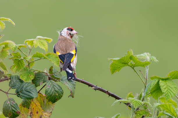 istock European goldfinch 1441448896