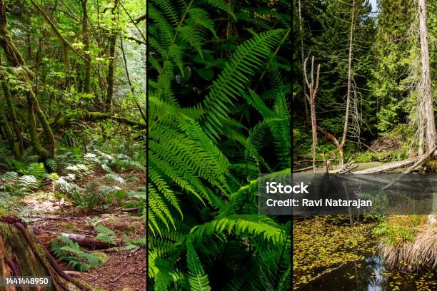Thick Evergreen Forests Of The Pacific Bc Canada Stock Photo - Download Image Now