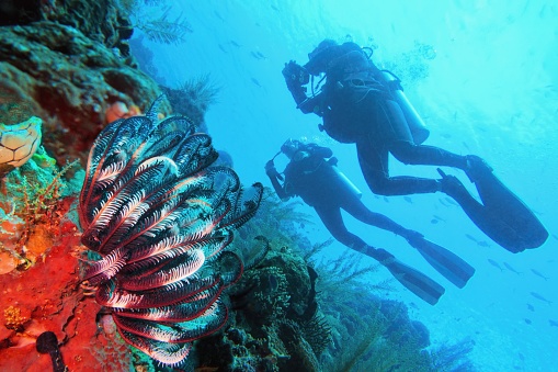 Scuba divers couple  near beautiful coral reef , colorful feather star in the foreground - Raja Ampat, Indonesia