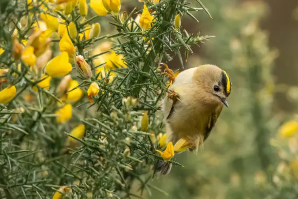 Goldcrest (Regulus regulus) perches on a gorse bush, North Wales, UK