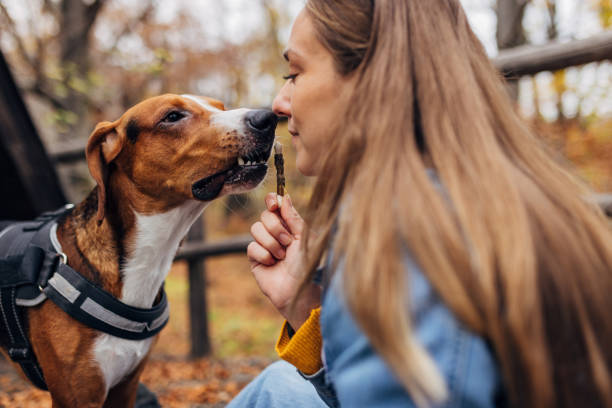istock The dog sniffs its owner, while taking a treat from her hand 1441449952