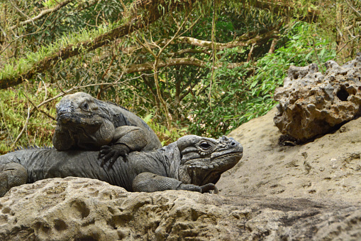 Two rhinoceros iguana (iguana cornu)) resting on top of a rock in the background green bush.