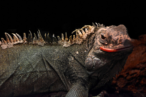 Single Iguana by night with close-up of the spiky scales and head.