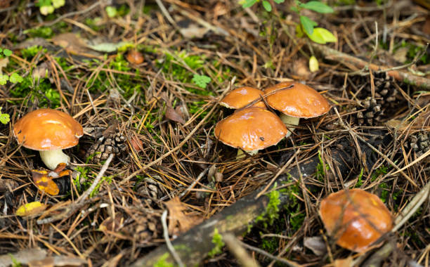 istock Mushrooms in a pine forest in autumn 1441450856