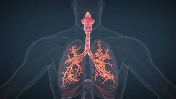 istock Human respiratory system lungs anatomy 1441451088