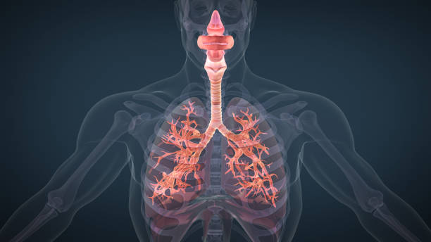 anatomia płuc układu oddechowego człowieka - x ray chest human lung rib cage zdjęcia i obrazy z banku zdjęć