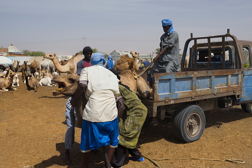 Donkeys being sold at the crowded Daraw Camel and Animal Market, Egypt. Here you will see the true Middle Eastern bargaining and negotiation at its finest as the traders vie for the best prices for their animals.