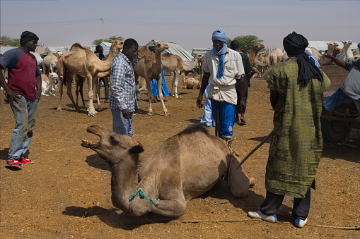 Nouakchott. Mauritania. October 07, 2021. The capital's camel market. Buyers in national clothes tie the legs of a camel just bought at the market with ropes to prepare for loading onto a truck.