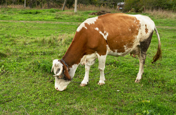 istock Cow grazing in the meadow on a sunny day 1441451661
