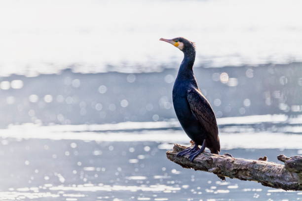 istock Great cormorant, Phalacrocorax carbo, standing peacefully on a branch 1441453006