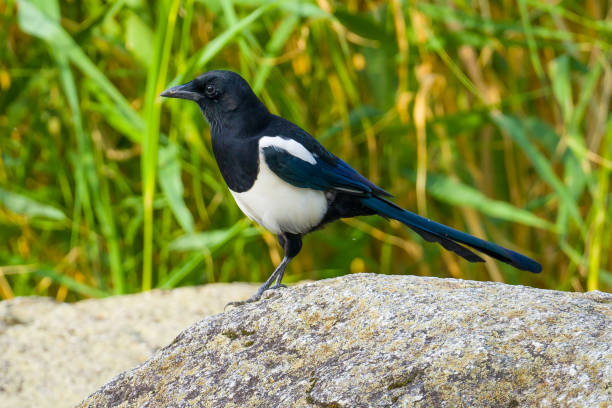 istock Magpie standing on a stone on green reeds backgound 1441453330