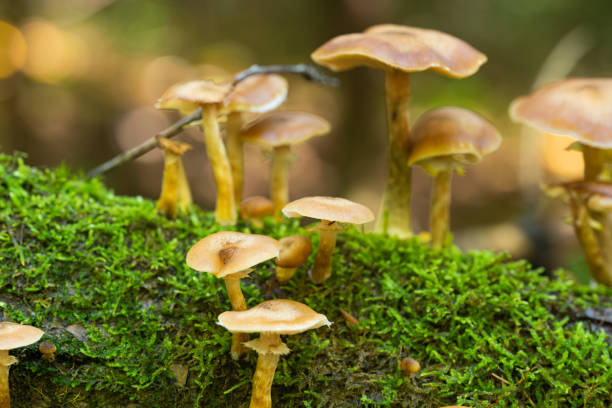 istock Autumn mushrooms growing in the forest 1441453442