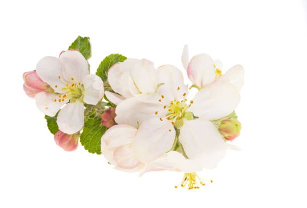 istock Apple tree flowers isolated 1441454483