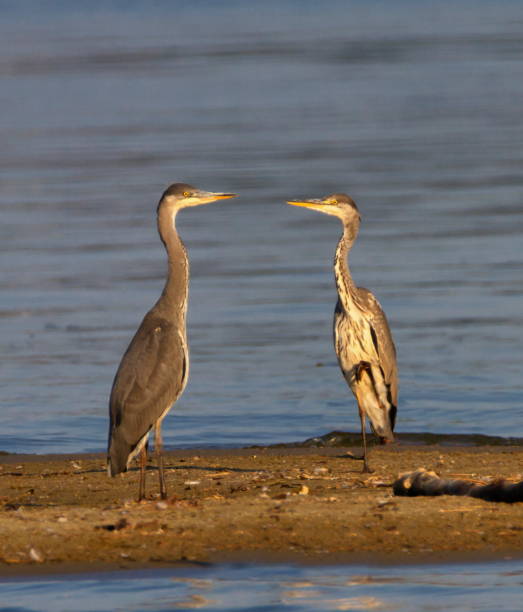 istock Couple of grey heron, ardea cinerea, looking at each other 1441454729