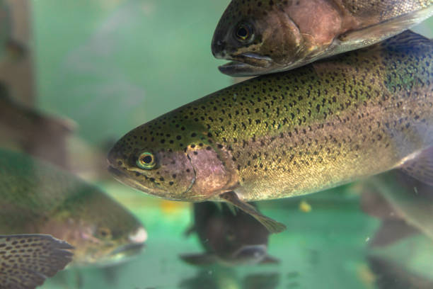 istock Trout in the aquarium 1441455245