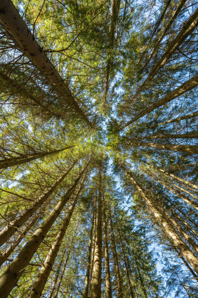 istock Landscape of Christmas trees 1441455250