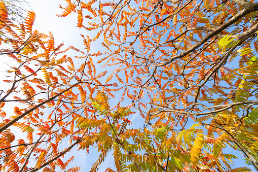 Autumn leaves against the blue sky