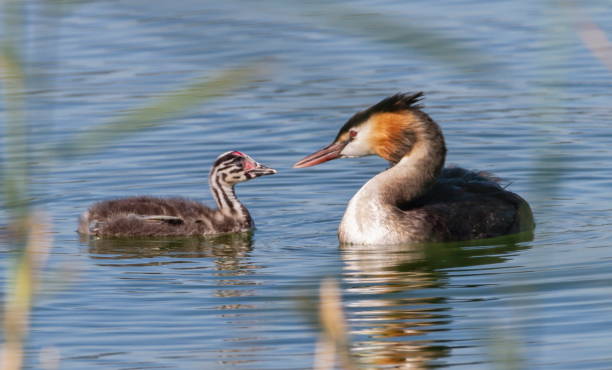 istock Crested grebe, podiceps cristatus, duck and baby 1441455947