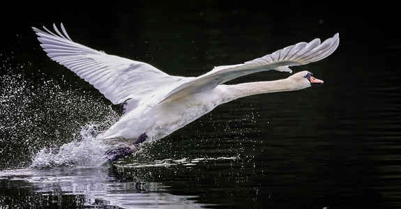Mute swan bird, cygnus olor, taking off