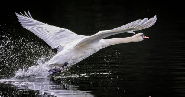 Mute swan bird, cygnus olor, taking off stock photo