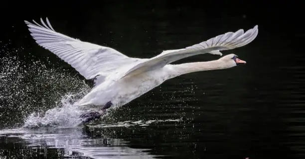 Photo of Mute swan bird, cygnus olor, taking off