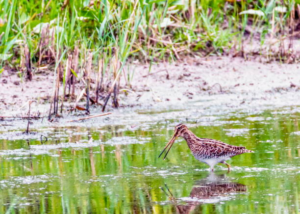 Knight gambette common redshank bird, tringa totanus, looking for food in a swamp
