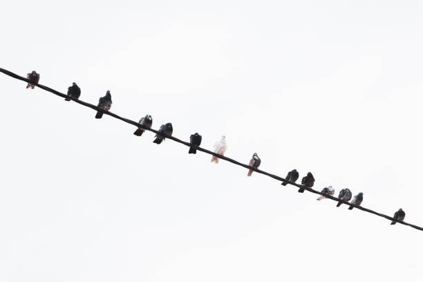 istock Many pigeons on cable in a row. 1441456869