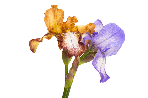 Beautiful iris flowers isolated on white background