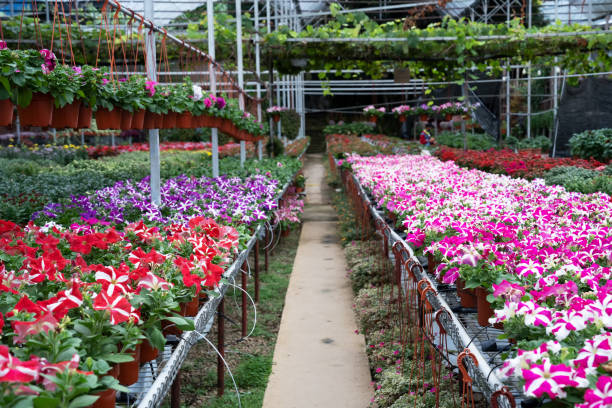 istock Plants nursery with blooming Petunia flowers 1441457521