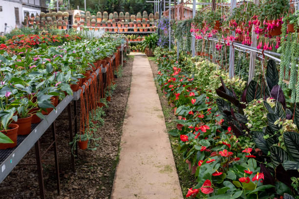 Colorful flowers in a greenhouse.